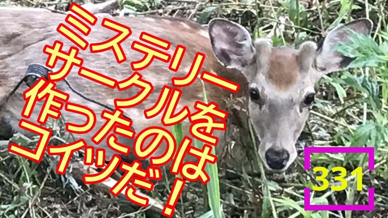 2024.6.15 ミステリーサークルを作ったのはコイツだ！ #エゾシカ #331