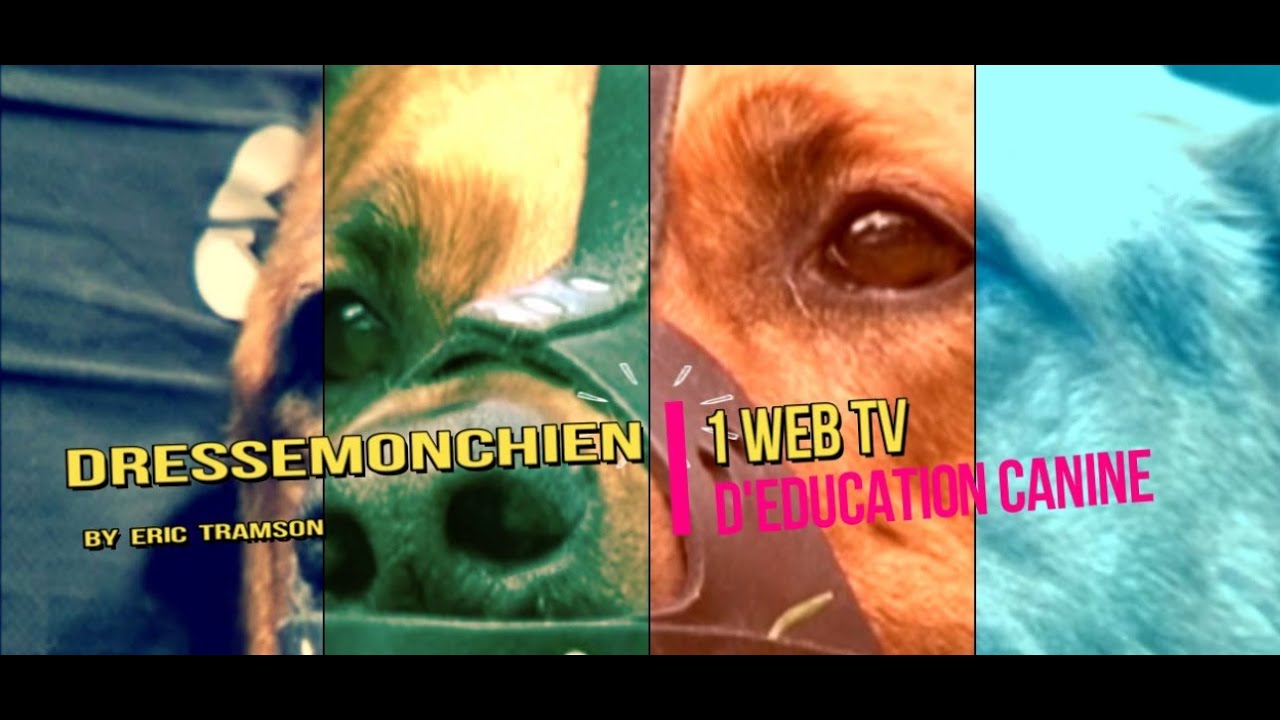 WEB TV EDUCATION CANINE GRATUITE POUR AIDER LES PROPRIÉTAIRES DE CHIEN / ERIC TRAMSON - YouTube