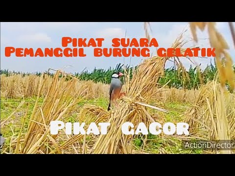 Suara burung Gelatik jawa / belong gacor untuk pikat. java sparrow