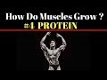 The PROTEIN HIERARCHY For Muscle Growth