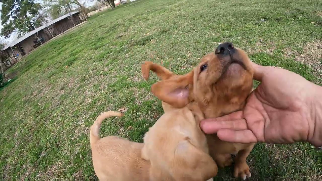 Jolene's puppies and one of Alani's puppies a few days before they go to their new homes.