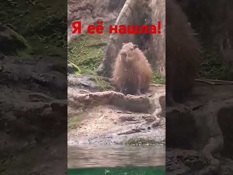 Живая капибара! #капибара #жизнь #мояжизнь #моиистории #животные #природа #река