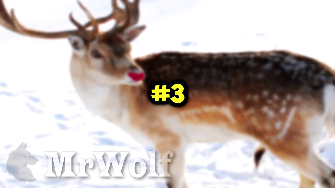 5 RUDOLPH CAUGHT ON CAMERA!!! - YouTube