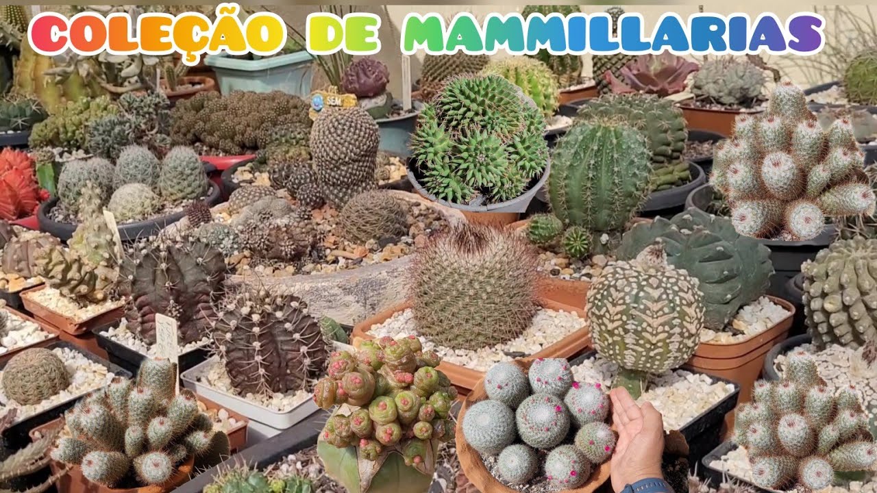 TOUR MINHA COLEÇÃO DE MAMMILLARIAS...#mammillaria #plantas #cactos #jardimdecactos #cactus