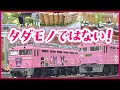 【四国松山】しまなみ海道の先に…ピンクの車両と凄腕ジオラマが集合！個性あふれる鉄道模型イベントへ潜入！