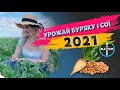 БУРЯК І СОЯ 2021🌱. ПРОБЛЕМИ ВИРОЩУВАННЯ. #ТопАгрополів