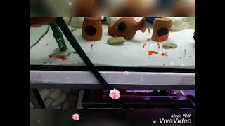 Gupp Lepistes Akvaryum Guppy