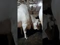 Adil azam baachi cow kolkata 2021