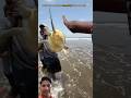 Rare Moment: Rescued Turtle Blesses Everyone Before Returning to the Ocean🐢 #sea #ocean#kachwa#shor