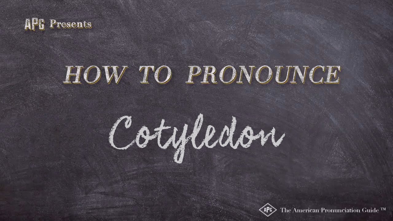 How to Pronounce Cotyledon  Cotyledon Pronunciation