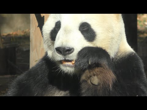 Giant panda (Ueno Zoological Gardens, Tokyo, Japan) December 17, 2017
