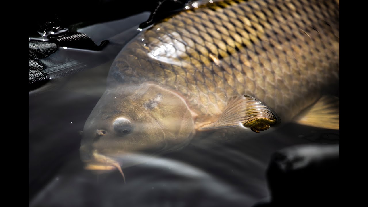 (Peccantás VS Tógazdák) Vérre menő háziverseny Mocsán🍻