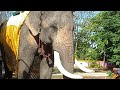 Ole Fc Thailand : พลายโอเล่ ช้างไทยสายแข็ง กำลังถ่ายทอดสด!พร้อมแห่