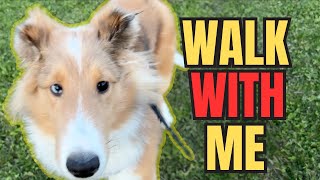 PUPPY'S FAMILY DOG WALK! 🐾 FUN MOMENTS GUARANTEED