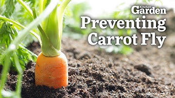 The BEST Ways to BEAT Carrot Fly