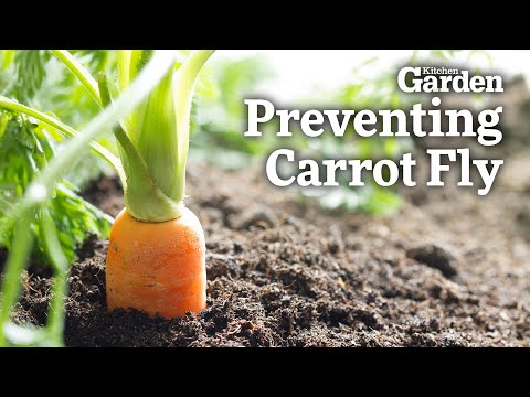 Video: Ammonia For Carrots: Can You Water Against Carrot Flies? Feeding Proportions. How To Deal With Pests Of Carrots With Ammonia?