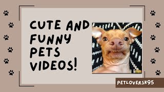 funny animals 2023 videos, top funniest pets 2023, try not to laugh challenge