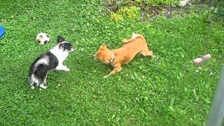 MVI_2944.AVI