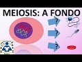 Division Celular: Meiosis - 🌐 división celular: meiosis 🔬 | fases | [fácil y rápido] | biología |