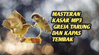 Masteran kasar mp3 gereja tarung dan kapas tembak, auto jadi mewah