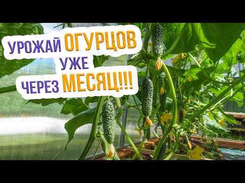 Топ 8 ультраранних сортов огурца. Как получить ранний урожай огурцов? Лучшие сорта ранних огурцов