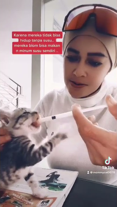 Tutorial cara memberi susu pada kitten jalanan yg berumur 2 minggu