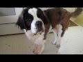 St. Bernard Dog Talking