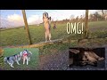 Husky wakes up to the Best Surprise Ever! Sherpa and K'eyush back again!