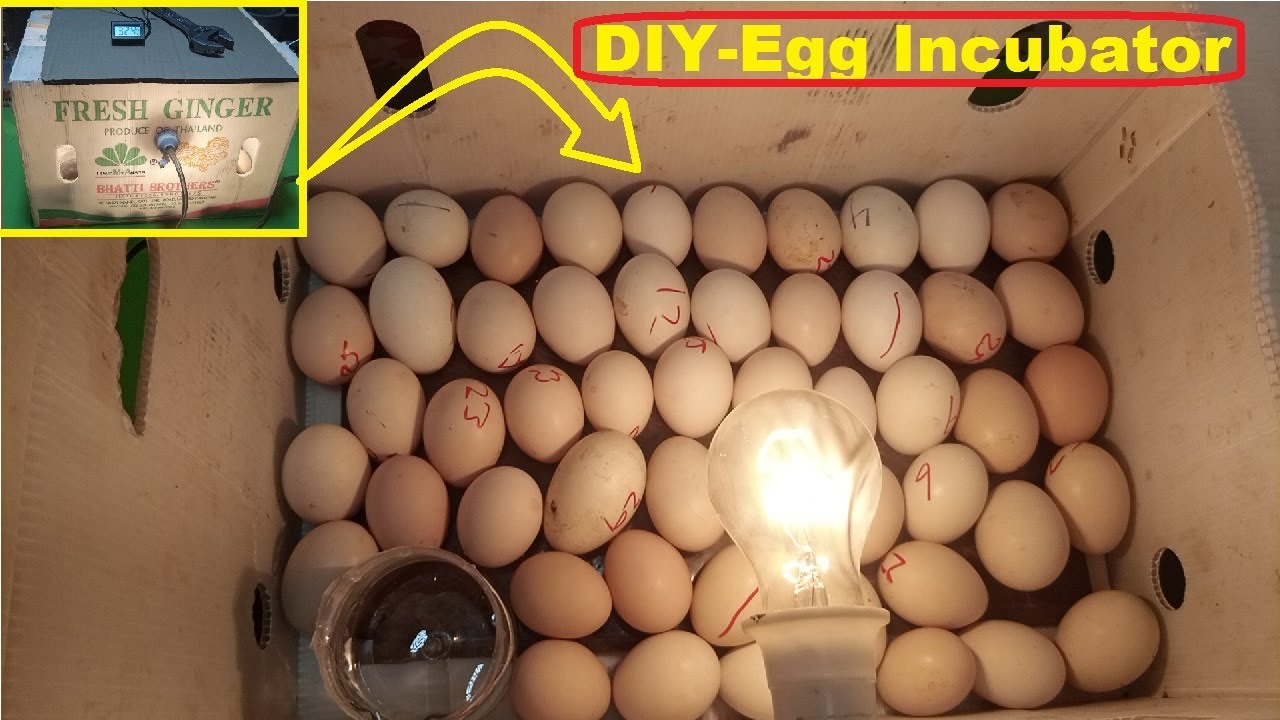 DIYEgg incubator for chicken eggs Homemade cardboard box egg