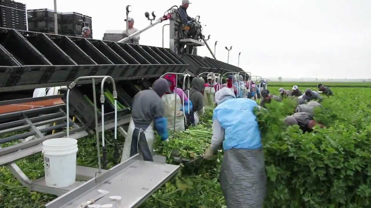 Meet Duda Farm Fresh Foods YouTube