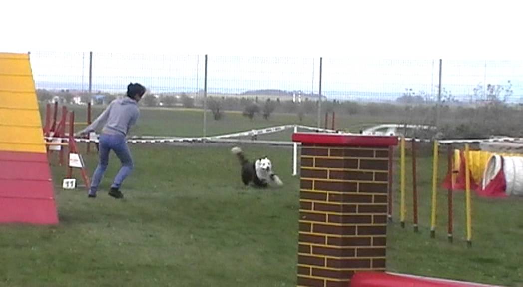 Angel Pet Center YouTube