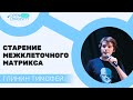 Тимофей Глинин: Старение межклеточного матрикса