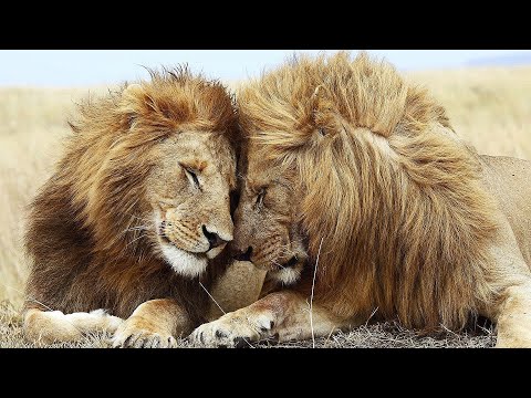 MUSIC THAT YOU CAN LISTEN TO FOREVER A HEALING REMEDY FOR STRESS AND NEGATIVE EMOTIONS 