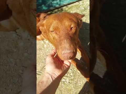 Sibu kuschelt und sucht noch ein Zuhause