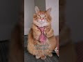 the distinguish gentle cat like new tie