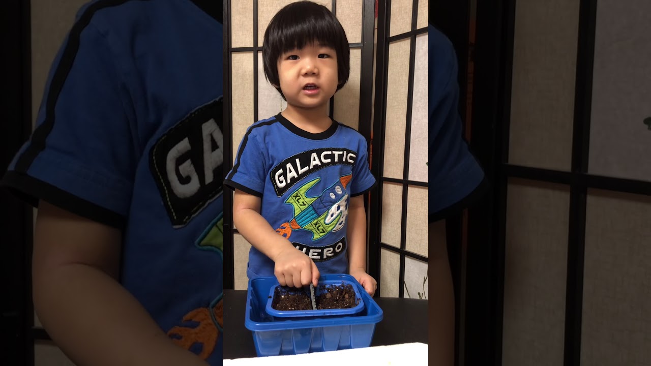 Plant green Pepper From The Seeds(student science) (show and talk) William