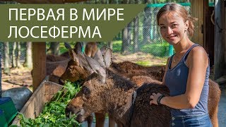 Первая В Мире Лосеферма