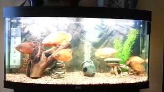 видео Система смены воды в аквариуме