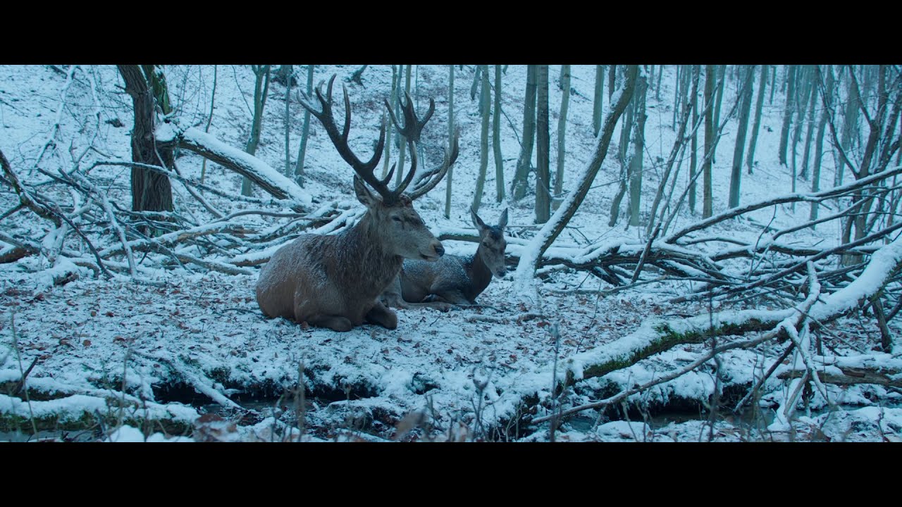 Just the Deer - On Body and Soul extracts