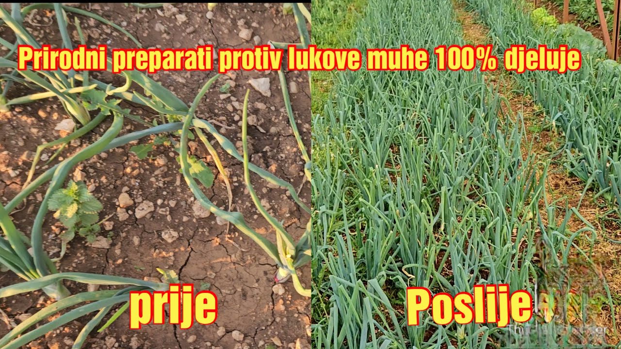 Rezul'taty boya s lukom! Dva NATURAL'NYKH preparata, kotoryye rabotayut na 100%