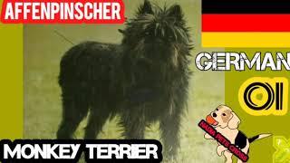 Affenpinscher German Dog Breed Complete Profile | Monkey Terrier by Nadia Pets Global 13 views 2 years ago 1 minute, 33 seconds