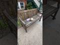 Melon sitting on a bench #shorts #america #usa