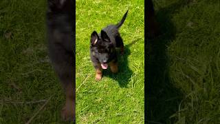 German Shepherd puppies in Pakistan for sale ￼