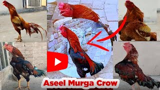 Rooster Crowing Compilation Plus - Sounds Effect Aseel Rooster Sound Waqar Mughal Vlog