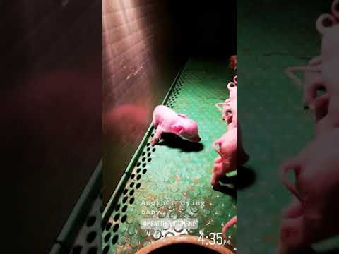 video 1557767111