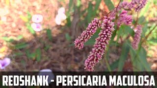 Redshank Flower video |  Persicaria maculosa Flower video