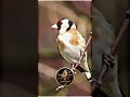 تغريد لطائر الحسون الخلوي🔥 #تزاوج_الحسون #goldfinch #goldfinch_motivacion #birds #المقنين#birdsounds