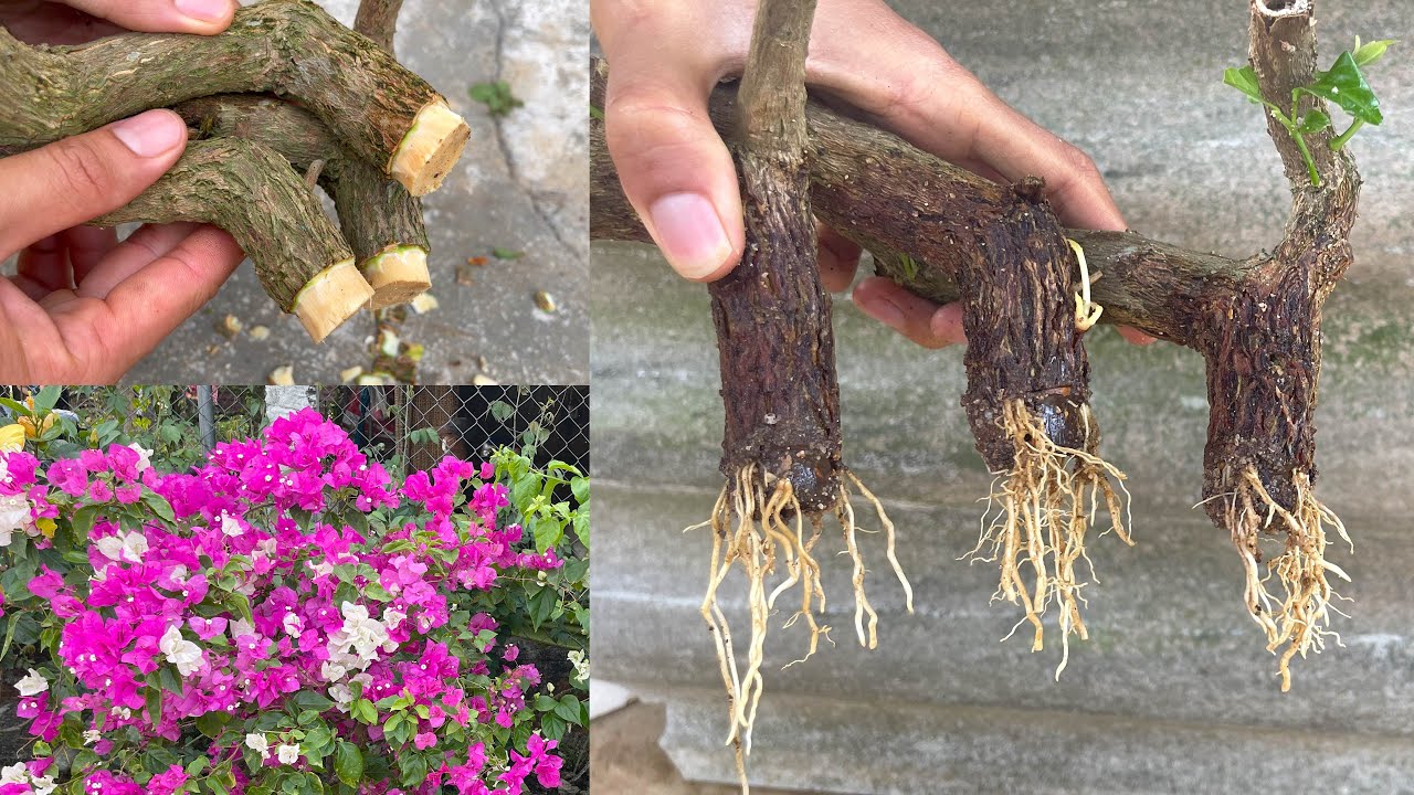 This is how I cut bougainvillea and something special happened YouTube