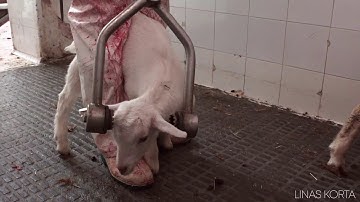 Sheep stunning - Slaughterhouse