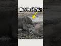 助かったのに、戻った子ゾウ。